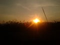 silhouette photos in the morning in the rice field area of Ã¢â¬â¹Ã¢â¬â¹a village